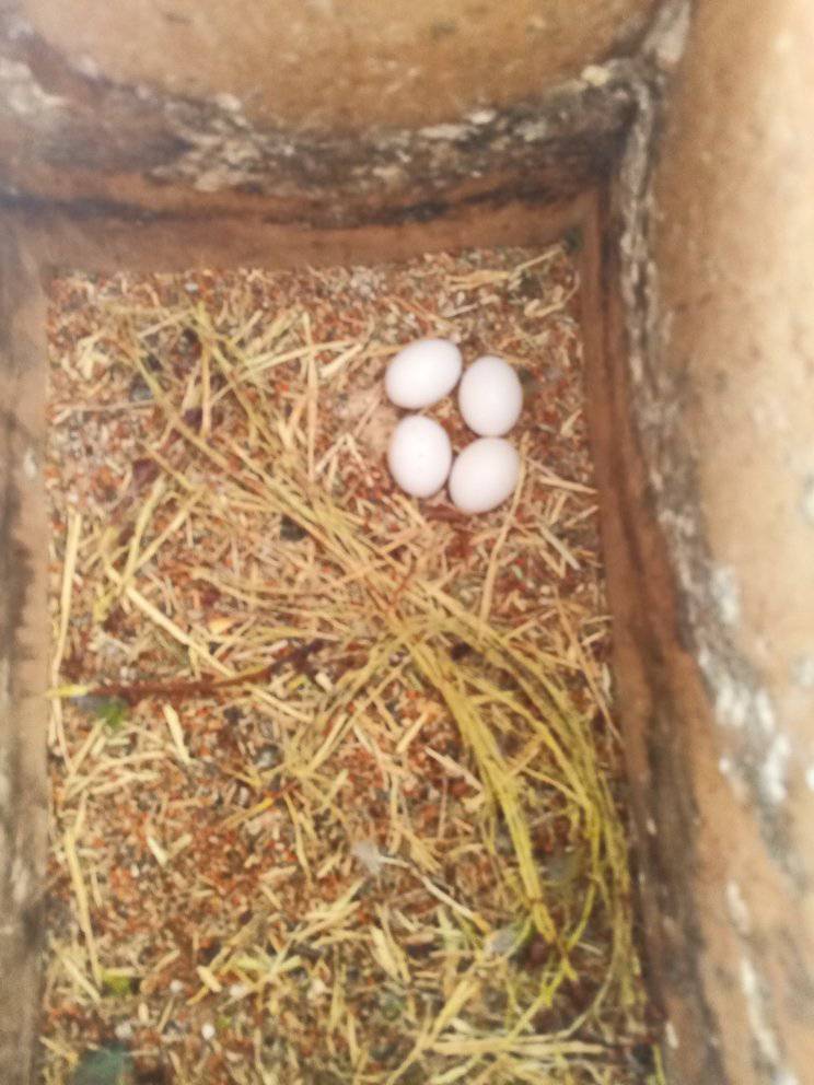 Agapornis 4 vajíčka