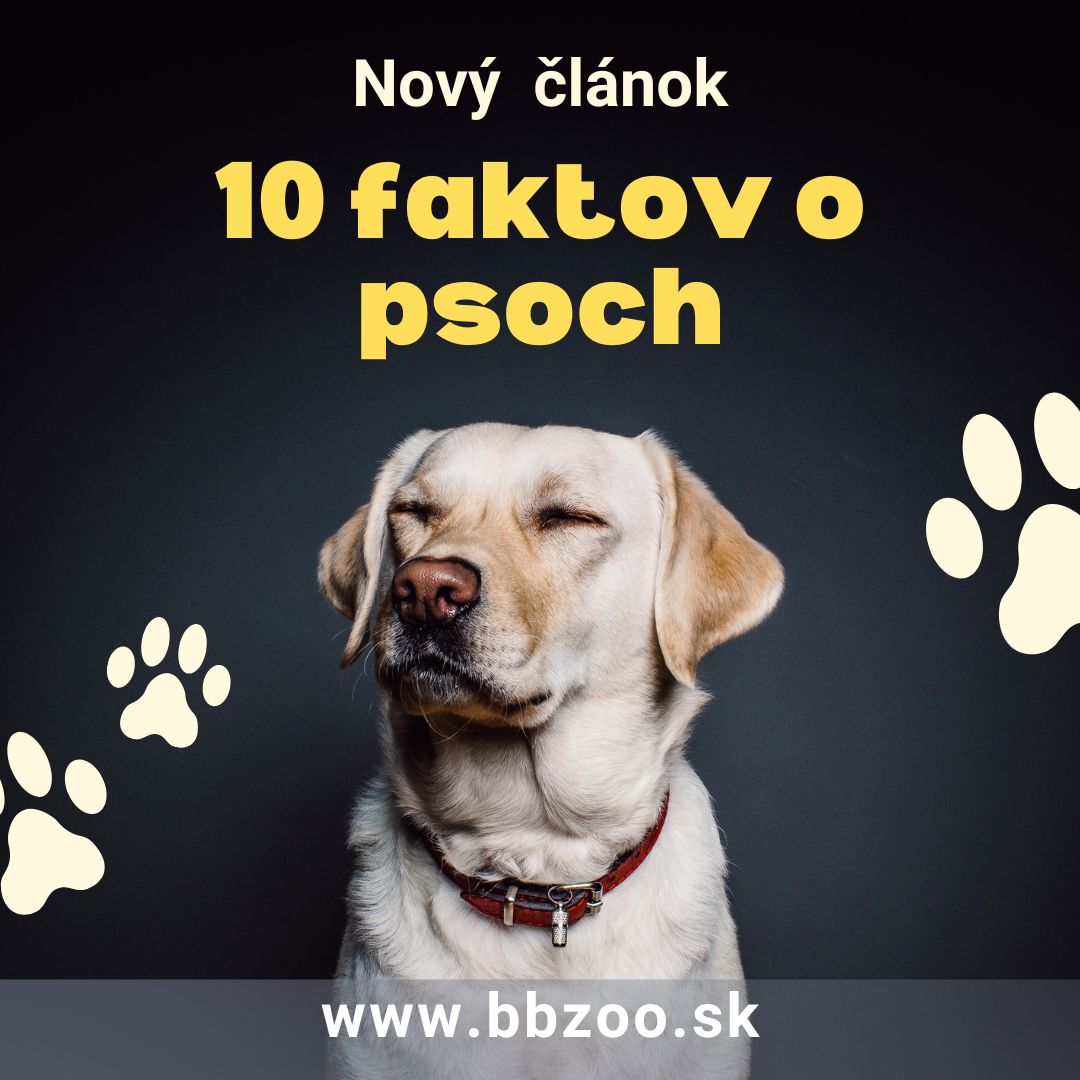 Zaujímavosti