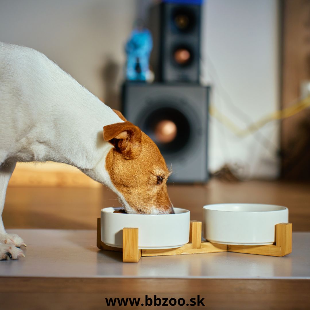 Ako vybrať najlepšiu misku pre psa