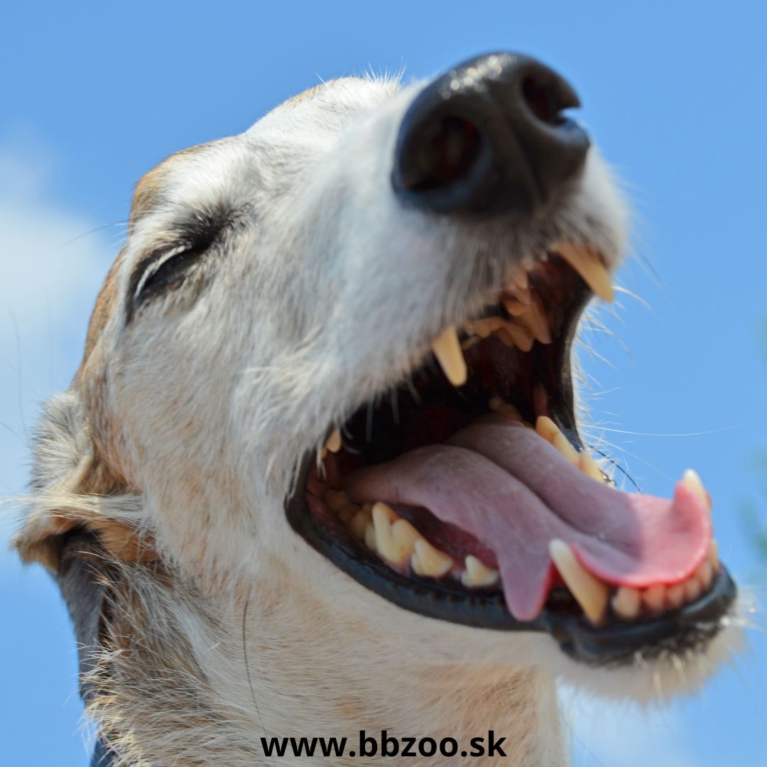 Psovi smrdí z papule a nechce si čistiť zuby Ako ho zbaviť zubného kameňa