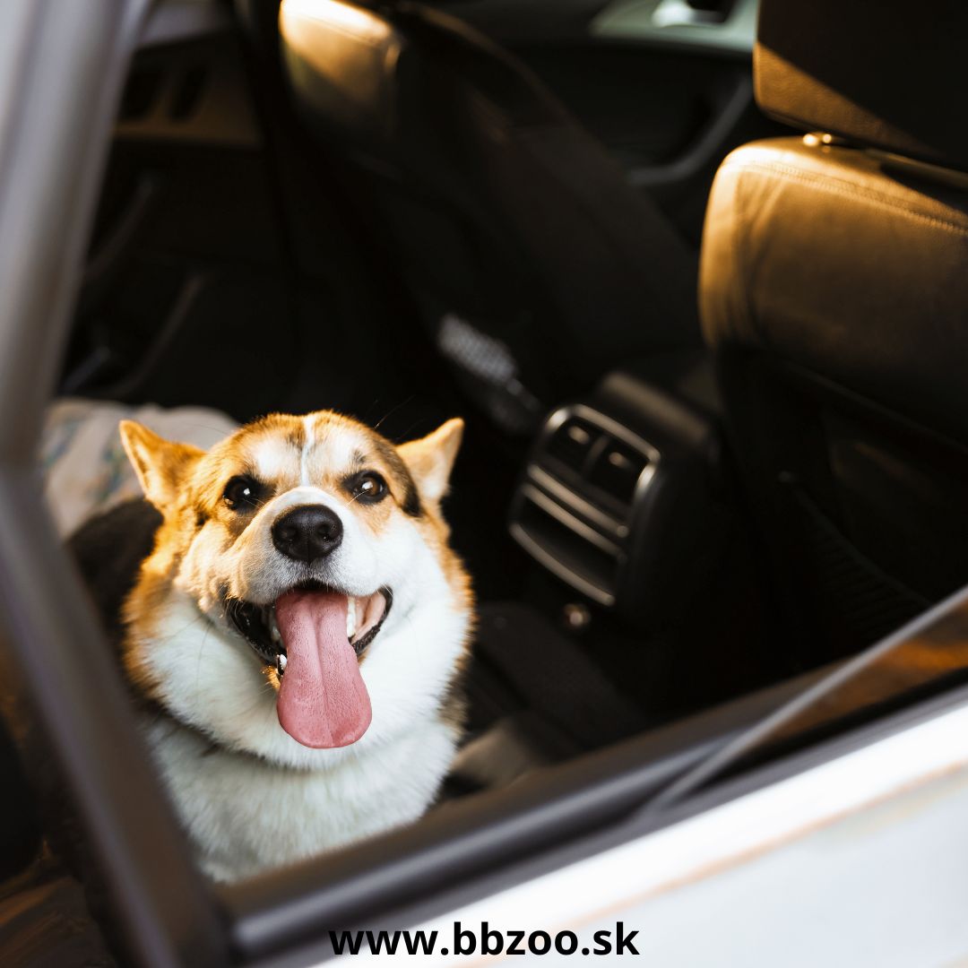 Výlet so psom bez zničeného auta. Ako ho bezpečne a čisto previezť