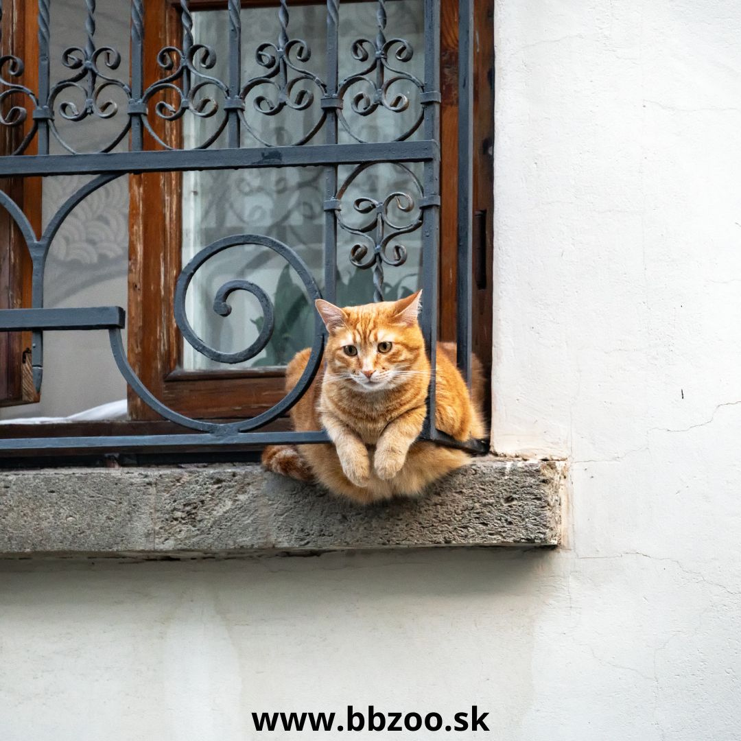 Vetranie sa môže skončiť tragicky Ako zabezpečiť okná a balkón pre mačku