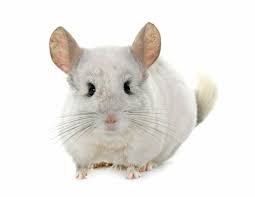 Krmivo  pre činčily a degu