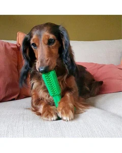 Hračka DUVO+ zubná kefka Chew`n play zelená M 14,5 x 9 x 9 cm