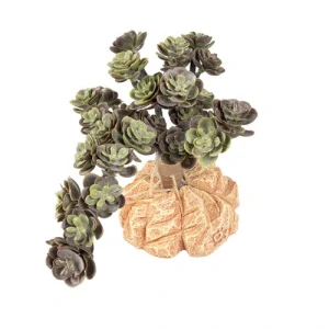 TERRA DELLA Umelá rastlina do terária Sedum spurium Green 15x11x10cm