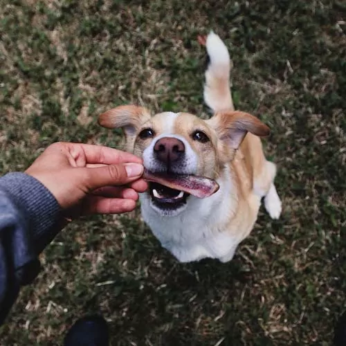 DUVO+ Farmz údené mini kosti zo Serrano šunky 3ks +/-40g