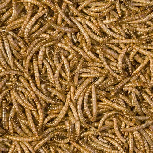 TROPICAL Meal worms 100ml/13g prírodné krmivo pre plazy
