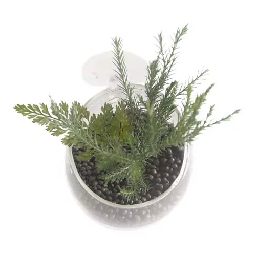 EBI AQUA DELLA sklenená nádoba na rastliny do akvária 9x6x6cm priesvitná