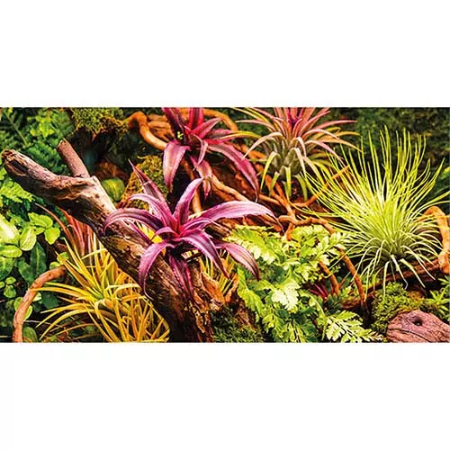 HOBBY Pozadie obojstranné Jungle / Strangler Fig 30cm x 25m