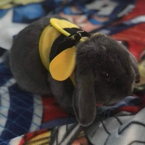 DUVO+ Postroj s vodítkom pre zajace L 24-31cm 175cm/12mm včelička