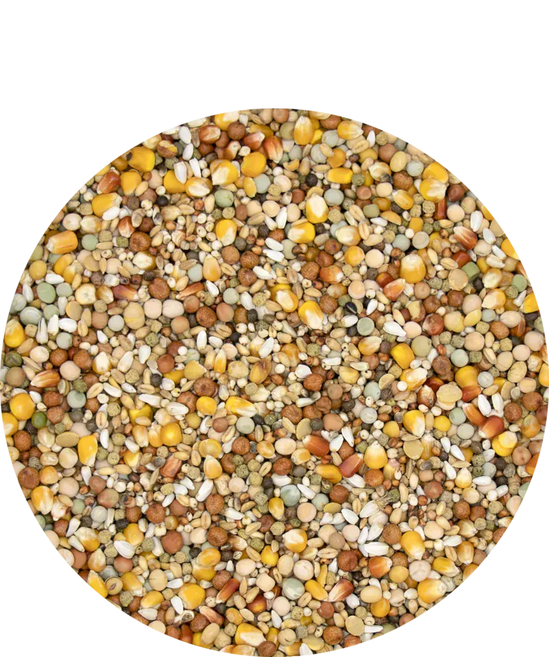 VL Holuby Start Plus I.C.+ chovná 20 kg