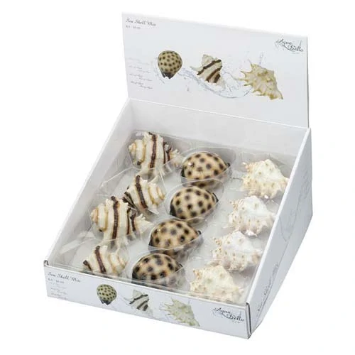 EBI AQUA DELLA morská mušla 8,5-10cm 1ks