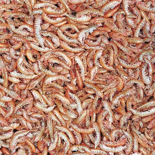 TROPICAL Gammarus 100ml/12g prírodné krmivo
