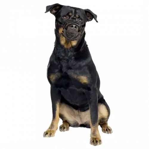 DUVO+ Plastový náhubok: Rottweiler, Newfoundland, Bullmastiff, St Bernard