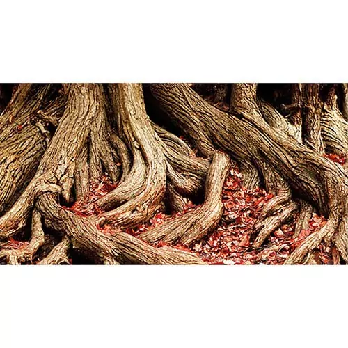 HOBBY Pozadie obojstranné Jungle / Strangler Fig 30cm x 25m