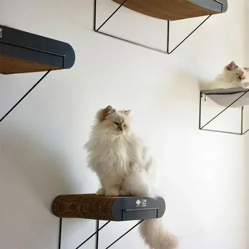 EBI D&D I LOVE HAPPY CATS David S Nástenná kartónová polička pre mačky 30x29x24cm