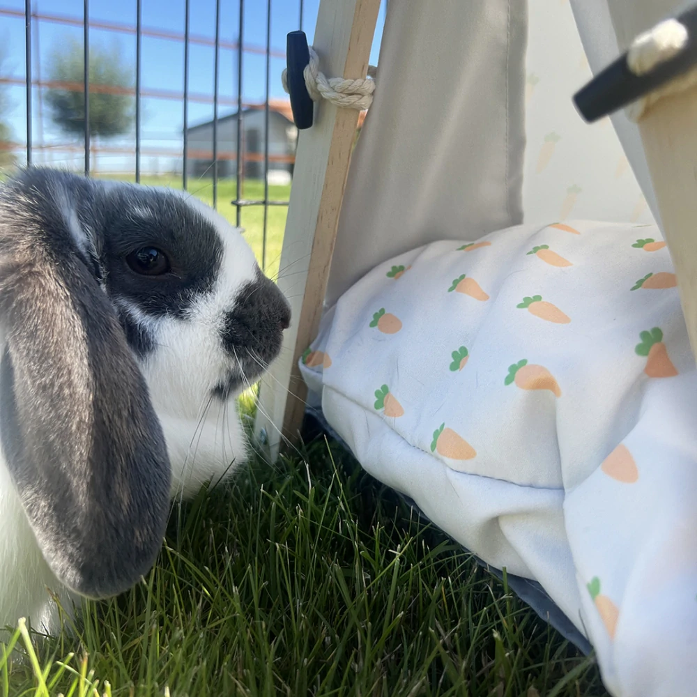 DUVO+ Stan pre drobné hlodavce 35x41x43,5cm s mrkvovým motívom