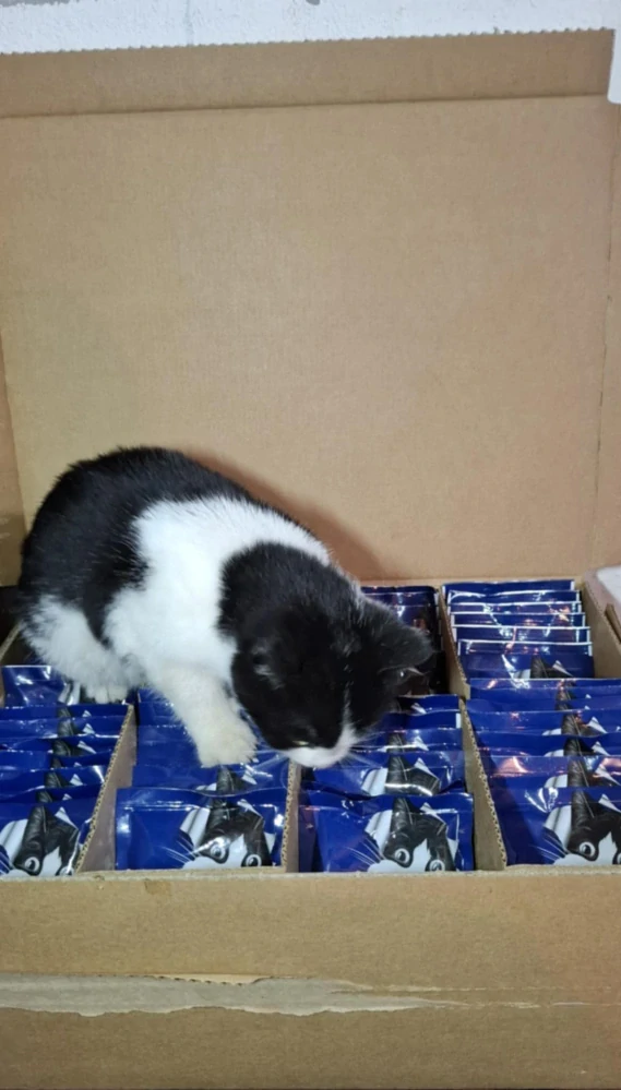 FELIX Fantastic Multipack 80x85g hovädzie,kura,tuniak,treska v želé