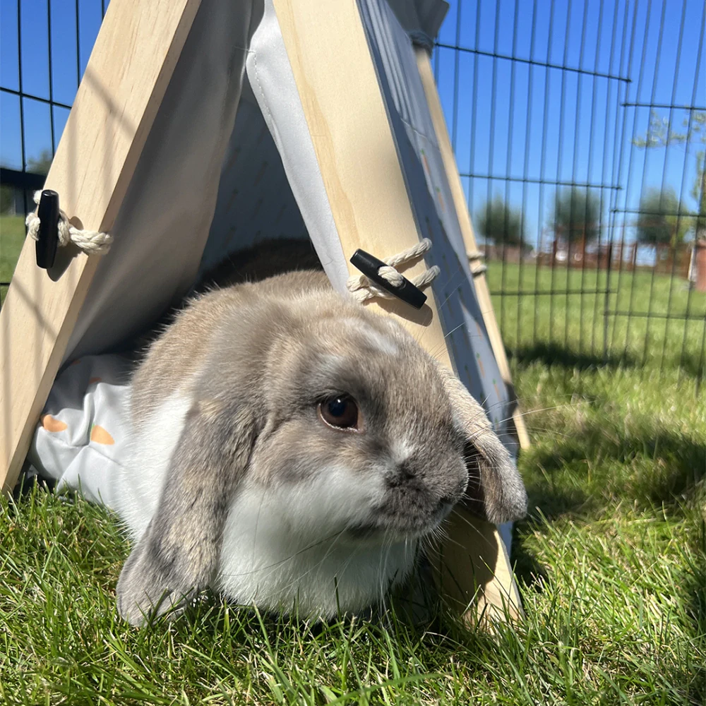 DUVO+ Stan pre drobné hlodavce 35x41x43,5cm s mrkvovým motívom